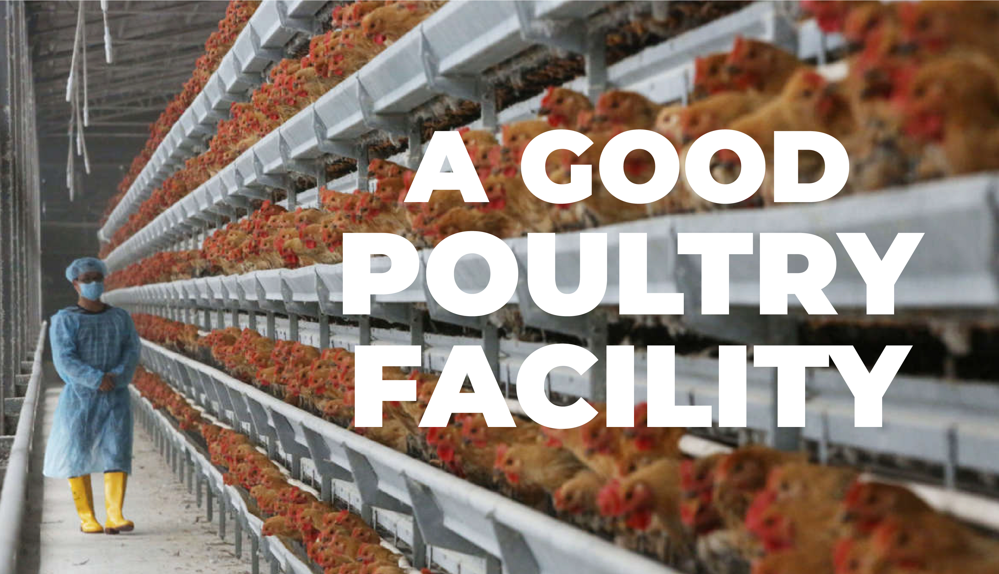 A good poultry facility (Large scale)